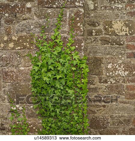 Stock Image - ivy growing on wall. Fotosearch