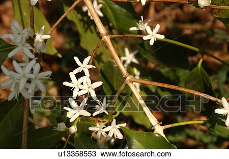 Kona Coffee View Large Photo Image Stock Image - Kona Coffee. Fotosearch