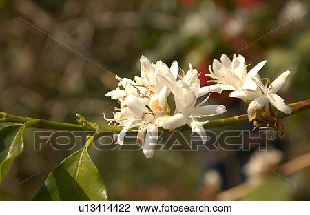 Stock Image - Kona Coffee. Fotosearch