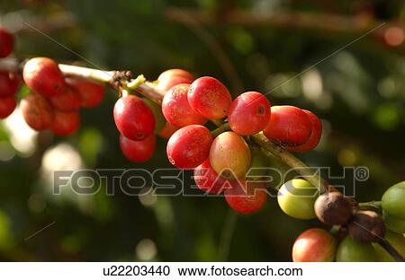 Kona Coffee View Large Photo Image Stock Image - Kona Coffee. Fotosearch