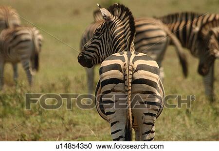 Kruger National Park, South Africa - Zebra View Large Photo Image Stock Image - Kruger National Park, South Africa - Zebra. Fotosearch