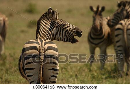 Kruger National Park, South Africa - Zebra View Large Photo Image Stock Image - Kruger National Park, South Africa - Zebra. Fotosearch