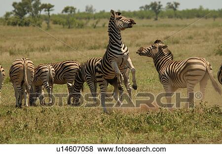 Kruger National Park, South Africa - Zebra View Large Photo Image Stock Photo - Kruger National Park, South Africa - Zebra. Fotosearch