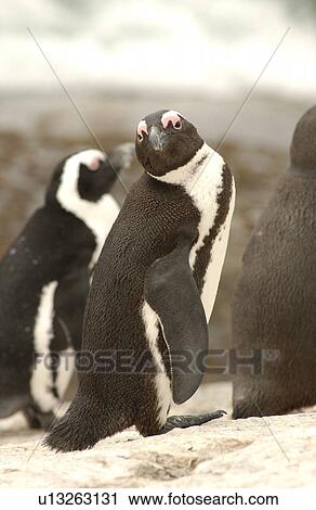 Penguins View Large Photo Image Stock Image - Penguins. Fotosearch