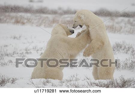 Polar Bears Canada North View Large Photo Image Stock Image - Polar Bears Canada North. Fotosearch
