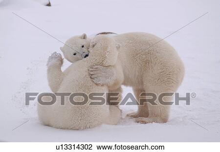 Stock Image - Polar Bears Canada North. Fotosearch