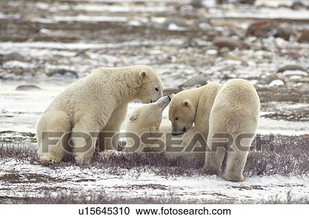 Polar Bears, Churchill, Manitoba View Large Photo Image Stock Image - Polar Bears, Churchill, Manitoba. Fotosearch