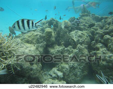 Underwater view of a black and white striped fish View Large Photo Image Stock Photograph - Underwater view of a black and white striped fish. Fotosearch