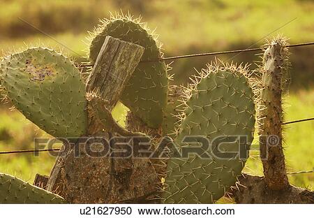 Stock Image - Various Plants and flowers. Fotosearch
