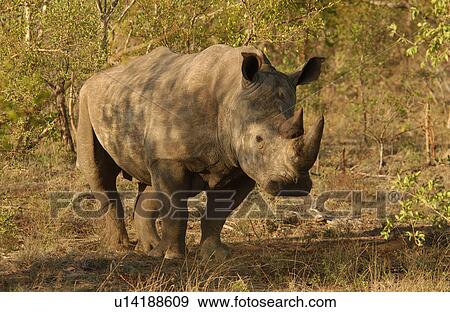 Stock Photo - White Rhino. Fotosearch