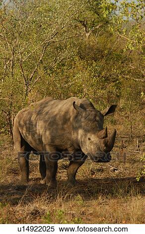 White Rhino View Large Photo Image Stock Photography - White Rhino. Fotosearch