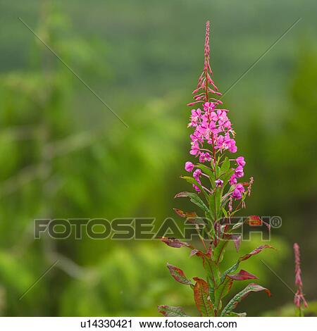 Stock Image - Wildflowers along path. Fotosearch