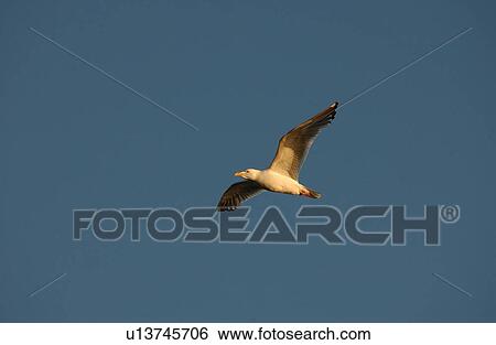 Bird in Flight View Large Photo Image Stock Photograph - Bird in Flight. Fotosearch