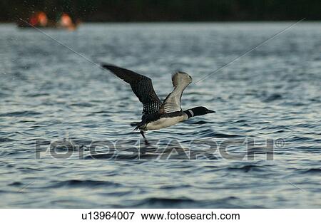 Bird View Large Photo Image Stock Photo - Bird. Fotosearch