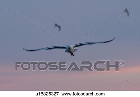 Stock Photo - Bird. Fotosearch
