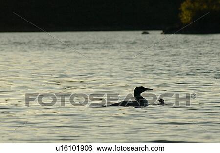 Bird View Large Photo Image Stock Photograph - Bird. Fotosearch