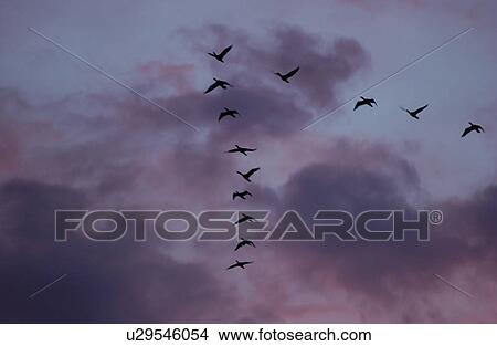 Birds in Flying V View Large Photo Image Picture - Birds in Flying V. Fotosearch