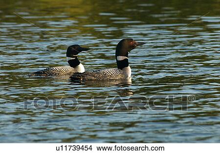 Birds View Large Photo Image Picture - Birds. Fotosearch