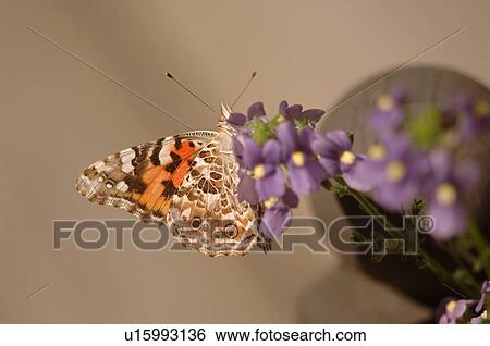 Stock Photograph - Close up of a butterfly on a flower. Fotosearch