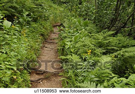 Stock Image - Close-up of a forest trail, Rocky Mountains, Canada. Fotosearch