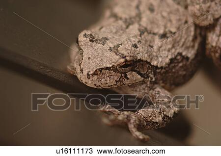 Closeup of a frog View Large Photo Image Stock Image - Closeup of a frog. Fotosearch