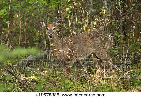 Stock Photography - Deer in Woods. Fotosearch