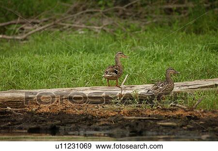 Duck View Large Photo Image Stock Photo - Duck. Fotosearch