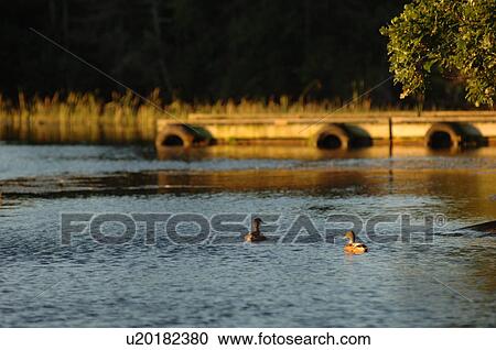 Stock Image - Ducks on the lake. Fotosearch