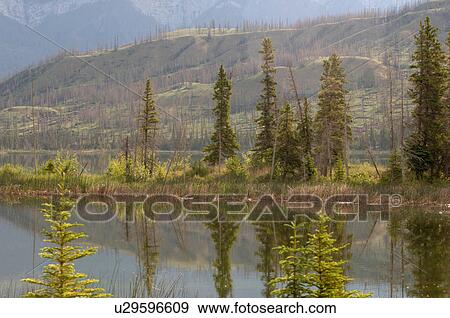 Landscape of Jasper National Park, Canada View Large Photo Image Stock Photo - Landscape of Jasper National Park, Canada. Fotosearch
