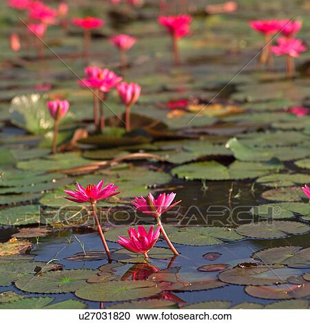 Stock Image - Lily pads with pink flowers. Fotosearch