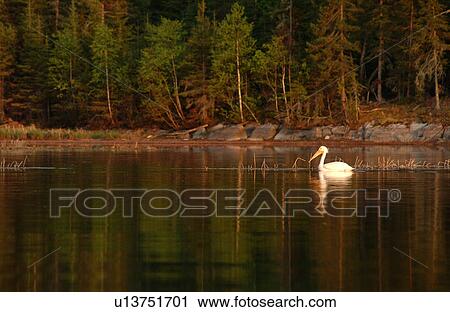 Pelicans View Large Photo Image Stock Image - Pelicans. Fotosearch