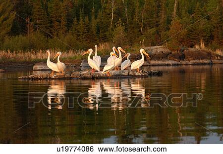 Stock Photograph - Pelicans. Fotosearch