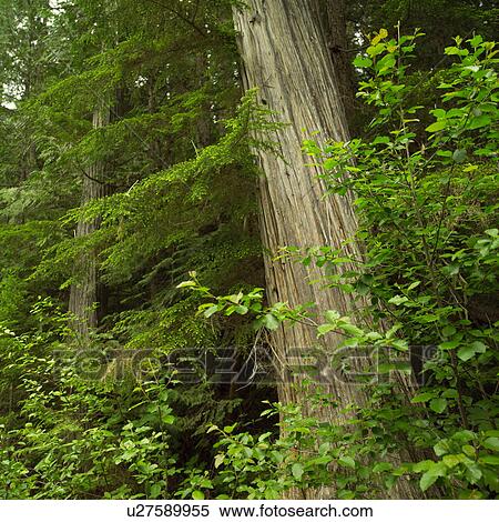 Stock Photography - Robson River, Mt. Robson Provincial Park, Canada. Fotosearch