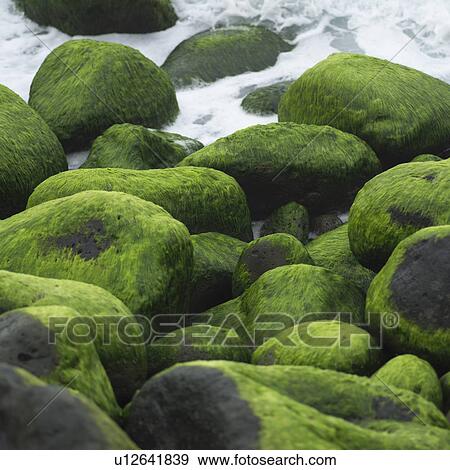Stock Photo - Rocks with Algae. Fotosearch