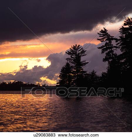 Silhouette of trees View Large Photo Image Stock Image - Silhouette of trees. Fotosearch