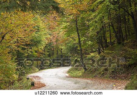 Trail running through the wilderness in Slovenia View Large Photo Image Stock Image - Trail running through the wilderness in Slovenia. Fotosearch