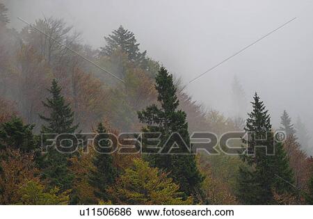Trees surrounded by fog in Slovenia View Large Photo Image Stock Photograph - Trees surrounded by fog in Slovenia. Fotosearch