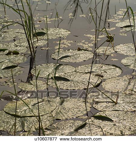 Water lily pads View Large Photo Image Stock Photo - Water lily pads. Fotosearch