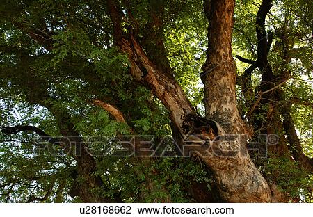 Stock Image - African Landscape. Fotosearch