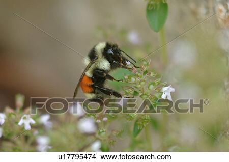 Bumble bee View Large Photo Image Picture - Bumble bee. Fotosearch