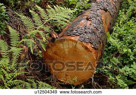 Stock Photo - Close-up of a cut log on the ground in a forest. Fotosearch