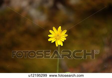 Stock Photo - Close-up of a flower. Fotosearch
