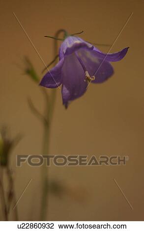 Close-up of a flowering plant View Large Photo Image Stock Image - Close-up of a flowering plant. Fotosearch