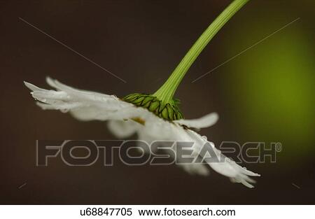 Close-up of a flowering plant View Large Photo Image Stock Photography - Close-up of a flowering plant. Fotosearch