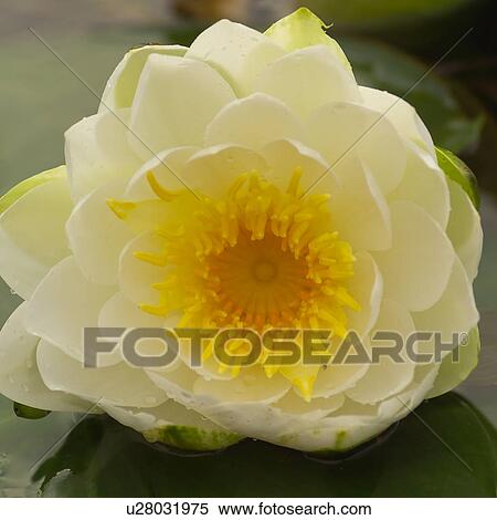 Close-up of a lotus flower View Large Photo Image Stock Photography - Close-up of a lotus flower. Fotosearch