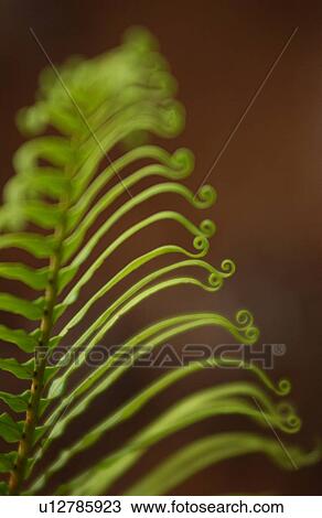 Stock Image - Close-up of a tropical plant leaf. Fotosearch