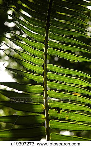 Close-up of a tropical plant View Large Photo Image Stock Image - Close-up of a tropical plant. Fotosearch