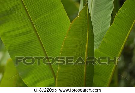 Close-up of broad leaves of a tropical plant View Large Photo Image Stock Photography - Close-up of broad leaves of a tropical plant. Fotosearch