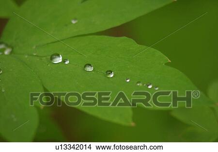 Close-up of dew drops on the surface of a leaf View Large Photo Image Picture - Close-up of dew drops on the surface of a leaf. Fotosearch
