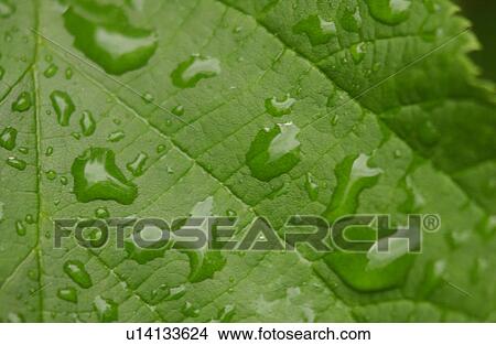 Picture - Close-up of dew drops on the surface of a leaf. Fotosearch